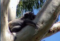 Dunbogan Caravan Park - Accommodation Mount Tamborine 2