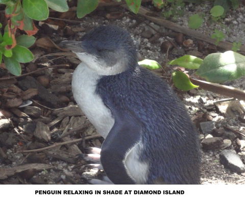 Diamond Island Resort - Accommodation Mount Tamborine 2