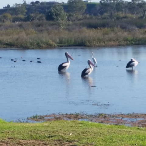 Avoca Dell Caravan Park - Accommodation Mount Tamborine 8