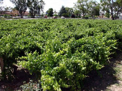 The Nuriootpa Vine Court Motel - Accommodation Mount Tamborine 2