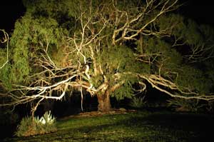 Adelaide Hills Country Cottages - The Nest - Accommodation Mount Tamborine 4