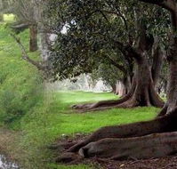 Rivergum Cottage - Accommodation Mount Tamborine