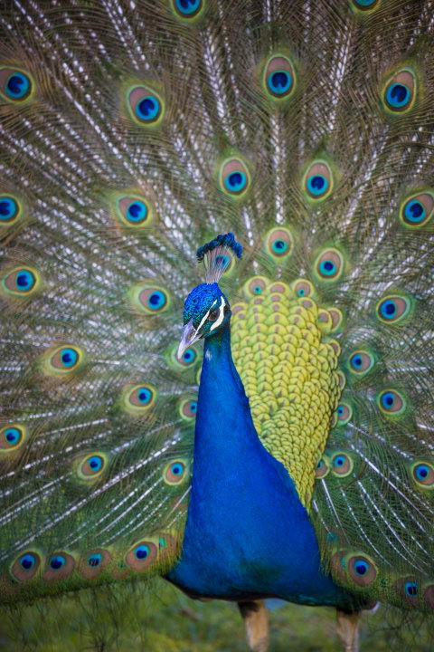 Willunga Peacock Farm Bed And Breakfast - Accommodation Mount Tamborine 0