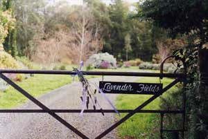 Adelaide Hills Country Cottages - Lavender Fields - Accommodation Mount Tamborine 3