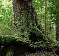 Land of the Giants Caravan Park - Accommodation Mount Tamborine