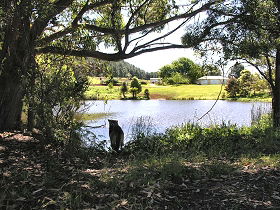 Newry Park Cottage - Accommodation Mount Tamborine 0