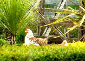 Hazelcreek Cottages - Accommodation Mount Tamborine 5