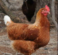 Avonmore Estate Biodynamic Winery - Accommodation Mount Tamborine