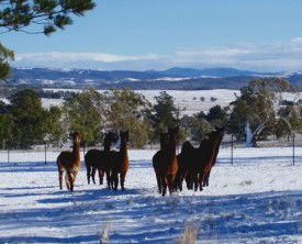 Castanian - Accommodation Mount Tamborine 1