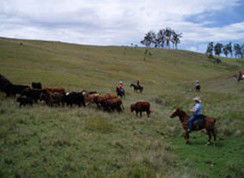 Camp Cobark - Accommodation Mount Tamborine 2