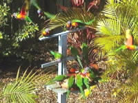 Chamomile Bed And Breakfast - Accommodation Mount Tamborine 1