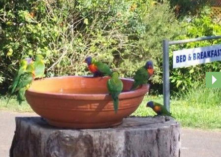 Lamb Island Bed And Breakfast - Accommodation Mount Tamborine 0