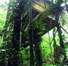 Daintree Eco Lodge And Spa - Accommodation Mount Tamborine 1