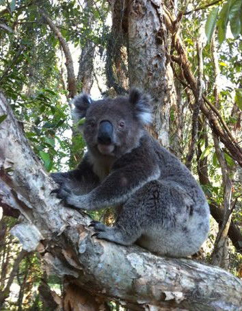 O'Carrollyns At One Mile Beach - Accommodation Mount Tamborine 0