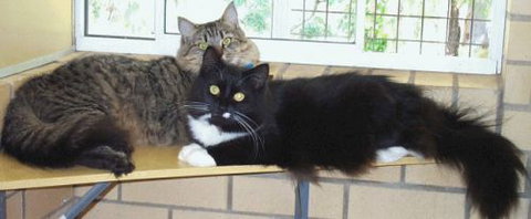 Beenleigh Pet Motel - Accommodation Mount Tamborine 2