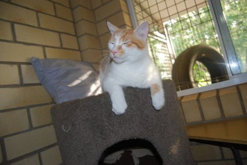 Beenleigh Pet Motel - Accommodation Mount Tamborine 3