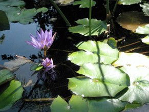 Pink Flamingo Resort - Accommodation Mount Tamborine 1