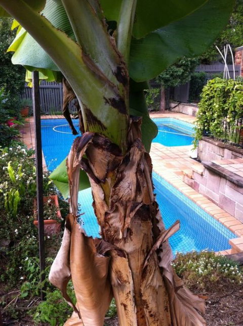 Bardon B&B - Accommodation Mount Tamborine 5