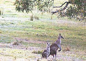 Kangaroo Ridge Retreat - Accommodation Mount Tamborine 0