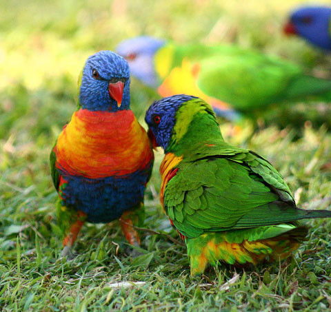 Shambhala Retreat Magnetic Island Cottages - Accommodation Mount Tamborine 8