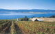 Marions Vineyard  - thumb 0