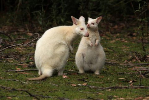 Captain Cook Holiday Park - Accommodation Mount Tamborine 0