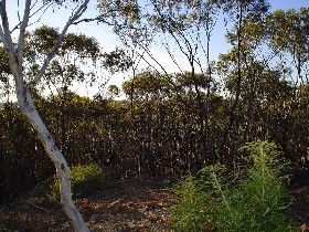 Dryandra ACT Accommodation Mount Tamborine