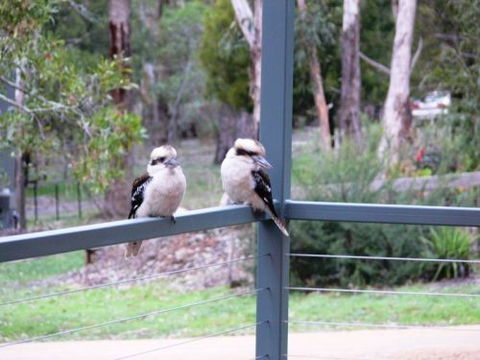 The Ripley Family Holiday Retreat - Accommodation Mount Tamborine 9