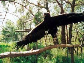 Curlew Hill Sanctuary - Accommodation Mount Tamborine 0