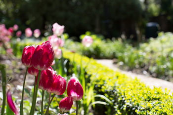 Adeline Bed And Breakfast - Accommodation Mount Tamborine 17