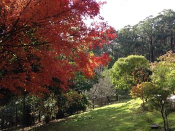 Brentwood Accommodation - Accommodation Mount Tamborine 43