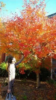 Australian Home Away @ Box Hill 21 - Accommodation Mount Tamborine 15