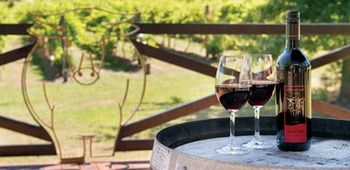 Wild Cattle Creek Estate - Accommodation Mount Tamborine 10