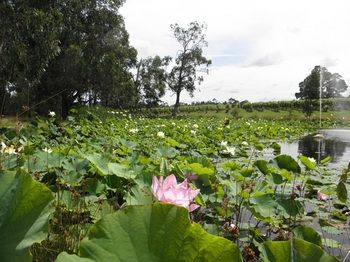 Wild Cattle Creek Estate - Accommodation Mount Tamborine 43