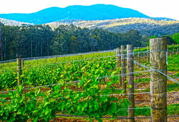 Valley Farm Vineyard Cottages - Accommodation Mount Tamborine 10
