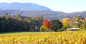 Valley Farm Vineyard Cottages - Accommodation Mount Tamborine 11