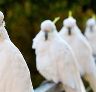 Aireys Inlet Getaway Resort - Accommodation Mount Tamborine