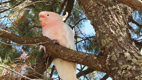 Mungo Lodge - Accommodation Mount Tamborine 3