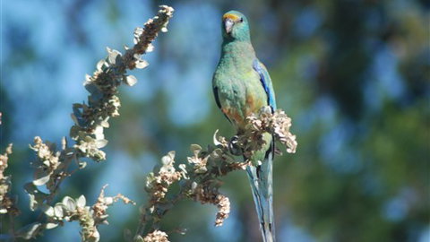 Mungo Lodge - Accommodation Mount Tamborine 5