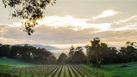 Ainsworth Estate - Accommodation Mount Tamborine 1