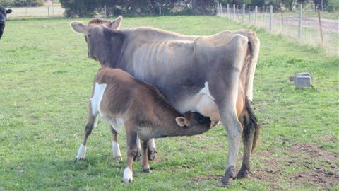Animal Land - Accommodation Mount Tamborine 0
