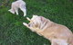 Bellevue Farmstay - thumb 2