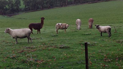 Bellevue Farmstay - Accommodation Mount Tamborine 6