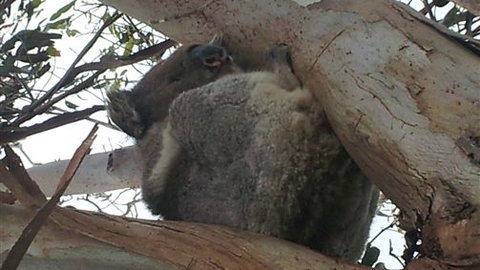 Bellevue Farmstay - Accommodation Mount Tamborine 7