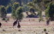 Wartook Rise Mudbrick Cabins - thumb 1