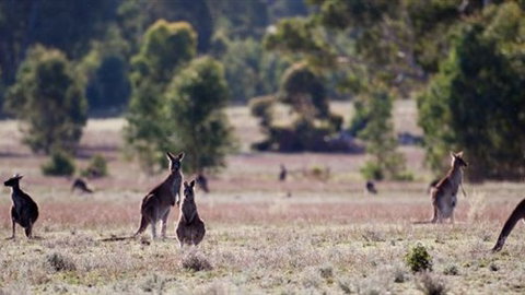 Wartook Rise Mudbrick Cabins - Accommodation Mount Tamborine 1
