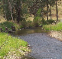 Murphy's Cabin - Accommodation Mount Tamborine