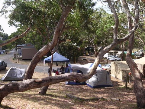 Bimbi Park Camping Under Koalas - Accommodation Mount Tamborine 3