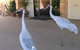 Jumbuck Motel Longreach - thumb 4