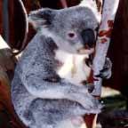 Wave Rock Hotel Motel - Accommodation Mount Tamborine 5